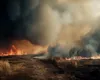 Iunie 2024: Record de incendii de vegetație, de trei ori mai multe decât în 2023