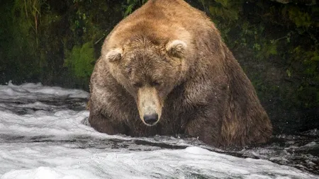 El este cel mai gras urs din Alaska (VIDEO)