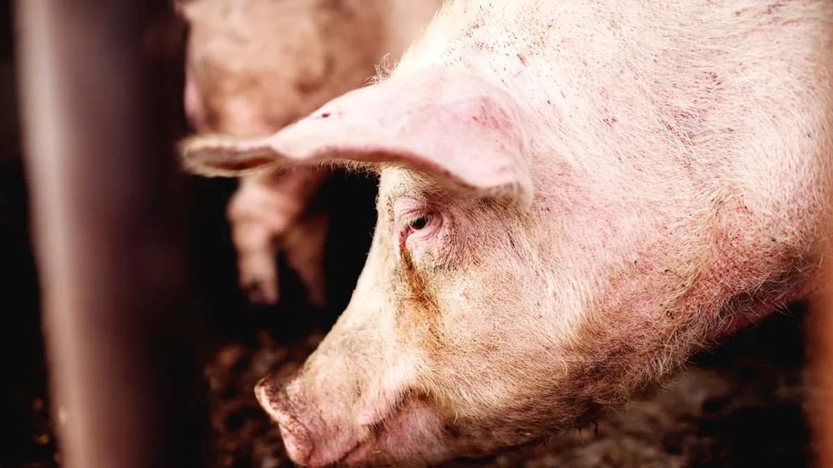 Condamnat la închisoare după ce le-a dat alegătorilor câte un kil de carne şi o bere, ca să voteze cu primarul
