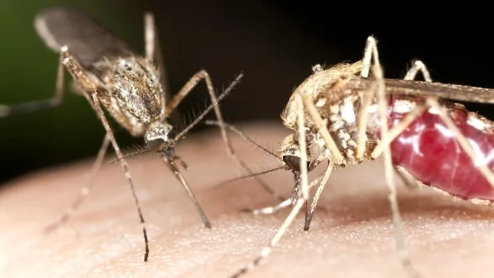 Primul caz de infecție cu virusul West Nile din această vară
