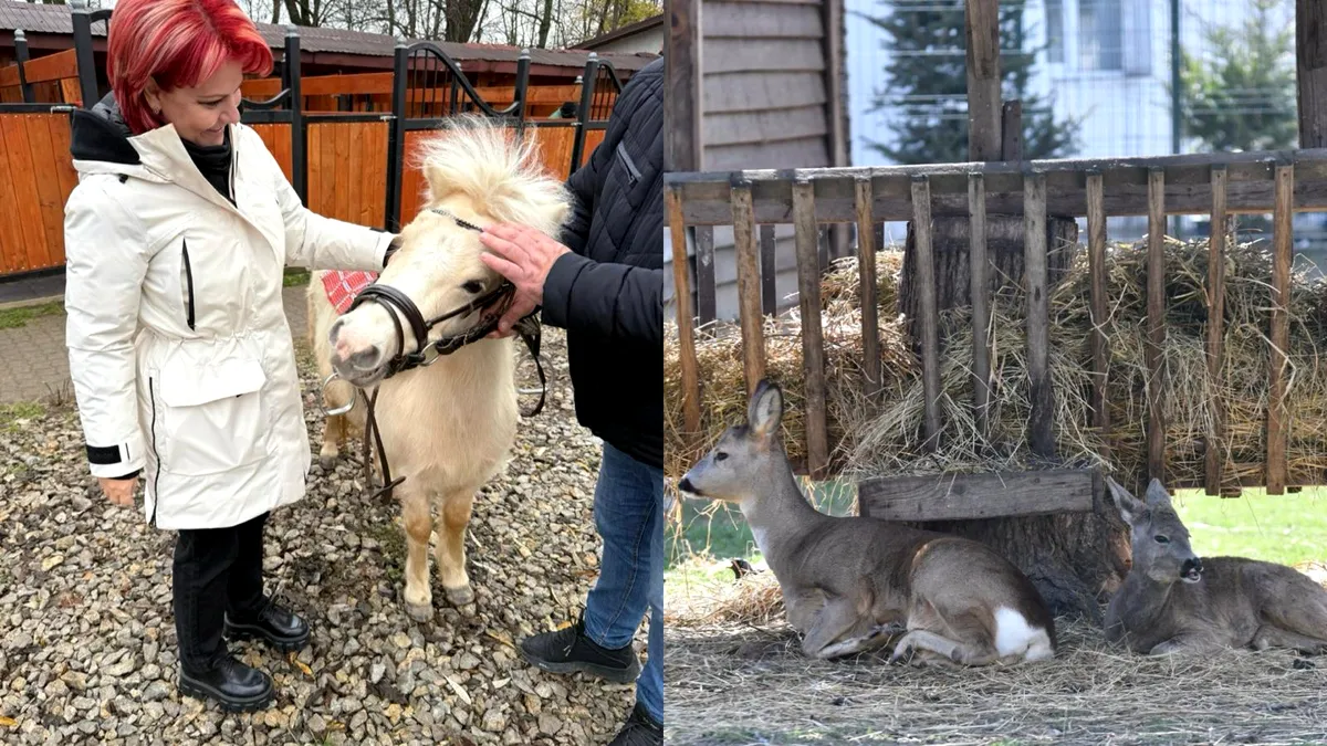 Olguța îi trimite pe craioveni la plimbare printre ponei și căprioare