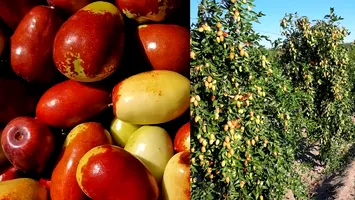 Arborii exotici au prins rădăcini și la noi. Fructul minune bogat în vitamina C care s-a aclimatizat perfect și aduce profit fermierilor