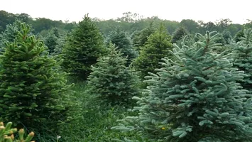 Cât costă un brad natural în acest an și cum îl alegi pe cel perfect