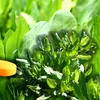 Planta uitată din pajiștile României e plină de vitamina C. Azi o călcăm, cândva hrănea generații întregi