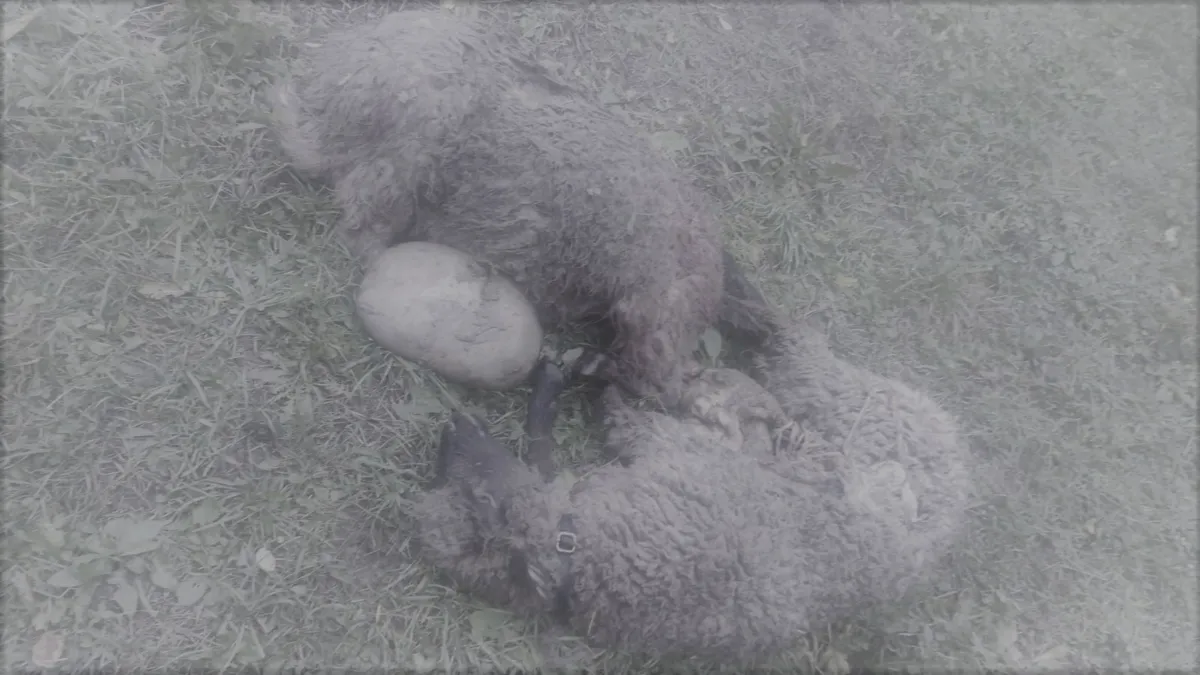 Comarnic: ziua și atacul urșilor. Animalul se face apoi nevăzut și atacă iar. Oamenii nu au voie să-și apere gospodăria