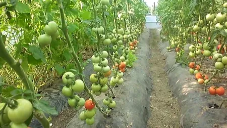 Un nou ajutor pentru fermieri. Sunt alocați 125 milioane de lei