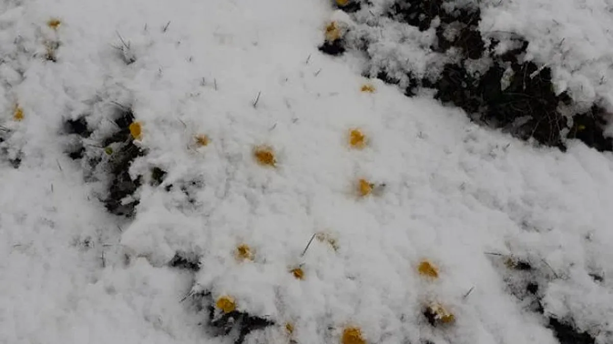 A nins la munte! Zăpada depusă a ajuns la 5 centimetri