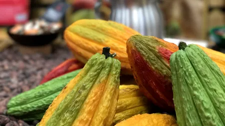 Un producător de dulciuri oferă bani pentru a limita exploatarea copiilor care cultivă cacao