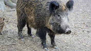 Mistreț la plimbare în parc. Mesaj RO-Alert lângă București