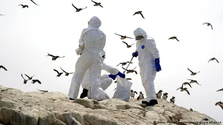 Epidemia de gripă aviară poate declanșa o nouă pandemie