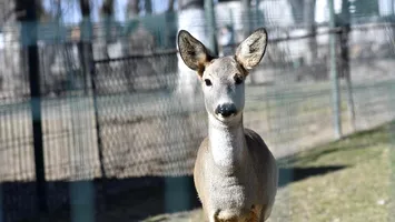 Un căprior de la Zoo Craiova a murit din cauza plasticelor aruncate de vizitatori