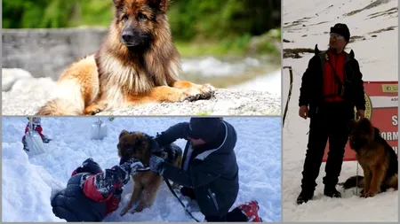 Povestea lui Haiduc, câinele care a salvat oameni din avalanșe: 