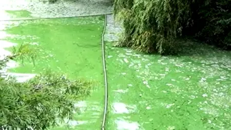 Lacul Herăstrău, sufocat de alge. Autoritățile promit soluții abia în toamnă