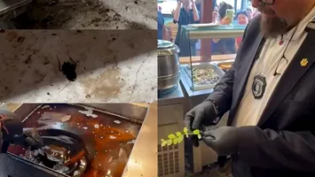 Piedone face ravagii pe litoral. A găsit gândaci, mucegai, mizerie și alimente expirate