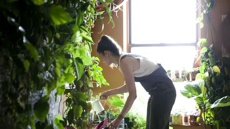 Tu le știi? Plante care pot combate alergiile, purifică aerul din locuință sau ajută la somn