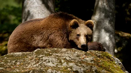 Un bărbat din Alaska a supraviețuit după ce un urs l-a mușcat de cap