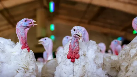 Gripă aviară la o fermă de curcani din Ungaria
