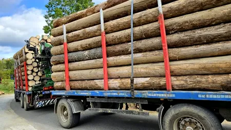 Procurorii destructurează o rețea de evaziune din industria lemnului: zeci de persoane și o firmă, anchetate pentru un prejudiciu de milioane