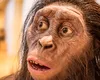 O nouă specie de strămoș uman descoperită în Etiopia: evoluția a fost un arbore, nu o scară