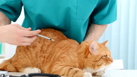 Prietenii necuvântători și lupta cu diabetul: cum să le oferim o viață sănătoasă și fericită