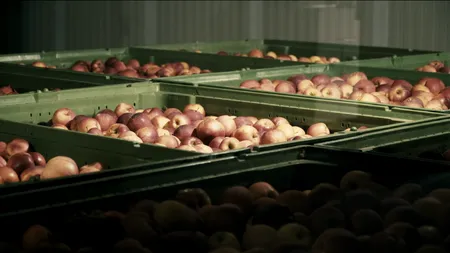 Producătorii de mere de la Voinești au aderat la Cooperativa Țara Mea