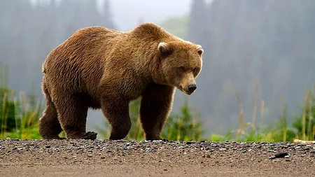 Un urs a fost lovit de tren în Brașov