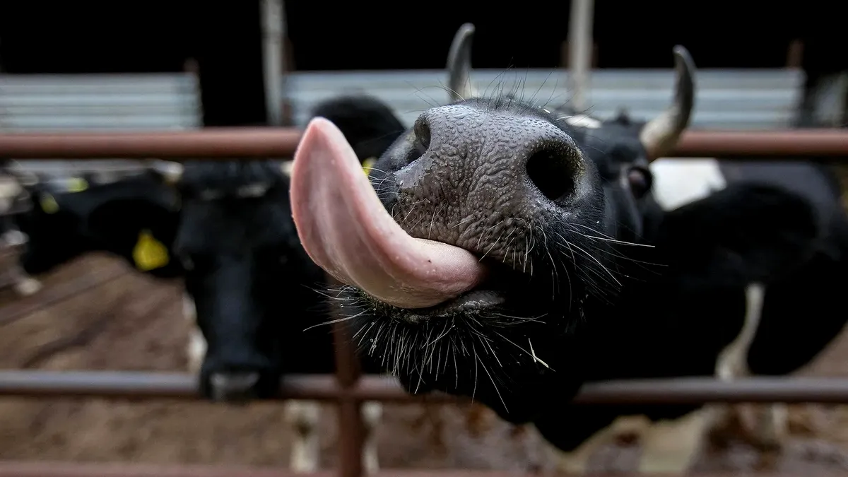 Aproape 1,5 miliarde de lei ajung la crescătorii de animale şi la legumicultori. Ciolacu a făcut anunţul