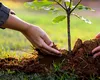 Arborele care se plantează în iunie și aduce liniște, noroc și sănătate. Nu trebuie să lipsească din nicio curte