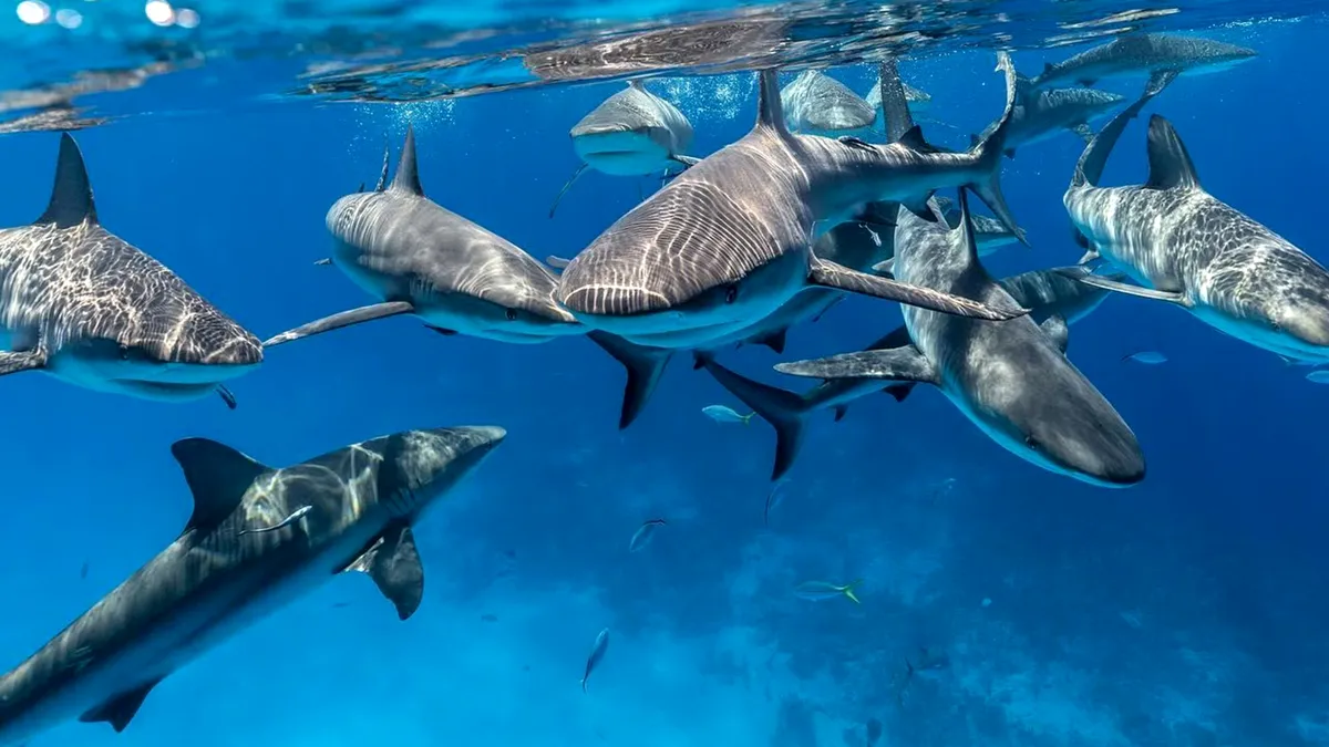 Semnal de alarmă în Bahamas: rechinii, contaminați cu cocaină, cafeină și analgezice