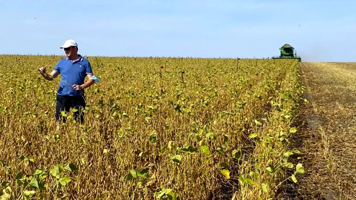 România va avea cea mai slabă recoltă de floarea soarelui din ultimii 15 ani