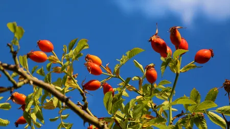 Măceșul, arbustul comun care face minuni pentru sănătate