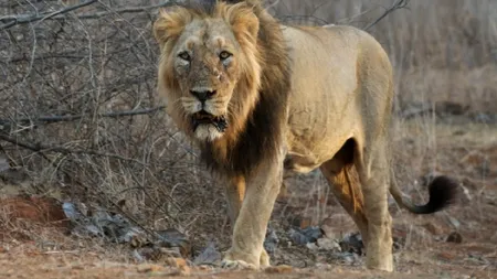 Panică la Suceava: Doi lei au scăpat de la Zoo Rădăuţi și se plimbă prin oraș
