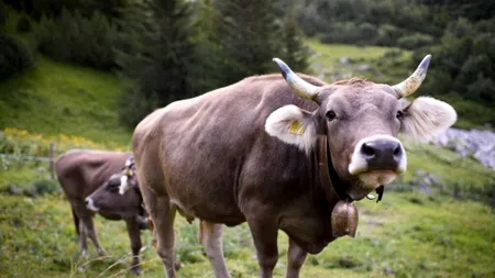 Fiecare cu fiarele lui: noi cu urșii, Austria cu vacile
