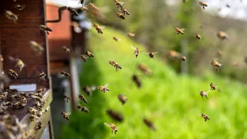 Apicultura românească, între criză și reziliență: pierderi masive, concurență internațională și eforturi pentru supraviețuire