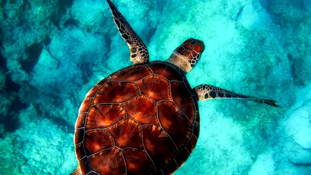 Studiu: Adâncurile oceanelor mustesc de viață ce așteaptă să fie descoperită și care contribuie la reglarea climei terestre