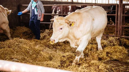EXCLUSIV. Crescătorii de animale, dezinteresați total de primele de asigurare din PNDR 2020. Nicio cerere eligibilă în trei ani