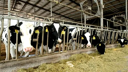 INS: efectivele de bovine sunt în ușoară creștere