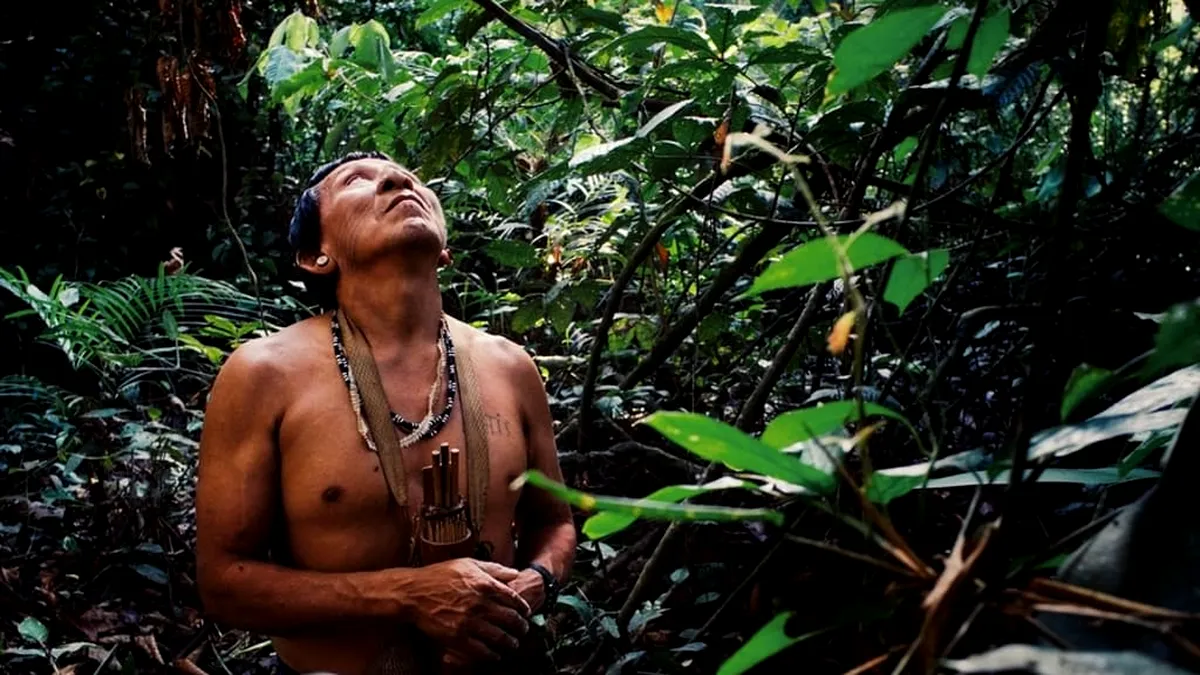 De ce anume se face „vinovată” pădurea amazoniană