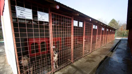 Sorin Udrea denunță nereguli majore la adăpostul de câini fără stăpân din Buzău: „O gaură neagră în bugetul local”