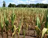 Culturile care vor fi calamitate 100% în lipsa apei. Specialiștii Direcției Agricole au început centralizarea datelor