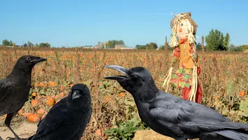PNL scoate pușca la ciori și grauri: vânătoare non-stop pe ogoarele României
