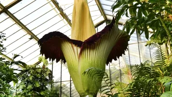 Floarea cadavrului din Grădinile Kew: atracția olfactivă care continuă să uimească după 135 de ani