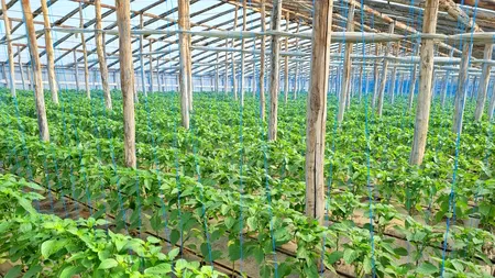 Ucraina, salvatoarea legumicultorilor din Matca. „Am avut noroc de Ucraina, că a luat 80% din producție”, spune primarul localității