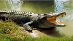 Crocodili în jurul închisorilor? Israel schimbă legea și deschide calea unei măsuri inedite