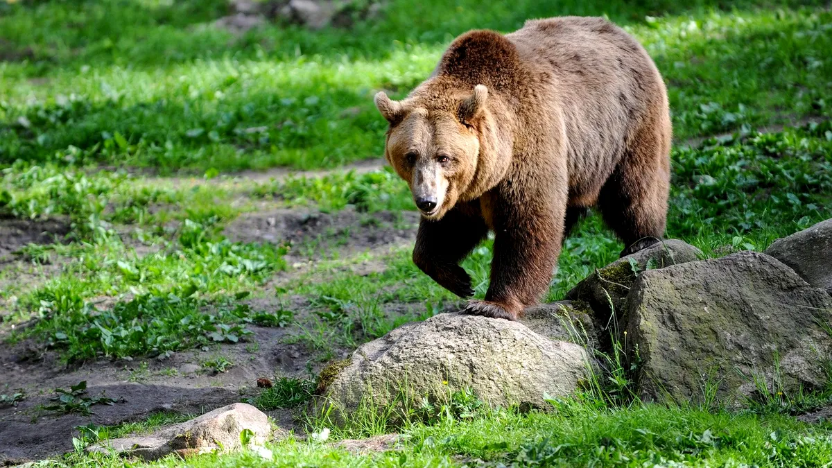 Ursul care a atacat la Comarnic va fi ucis. Decizia autorităților, pe motiv că animalul este considerat imposibil de stăpânit