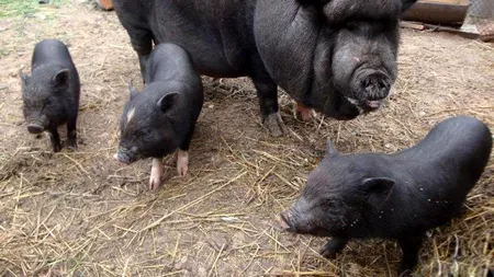 Românii, ademeniți cu porcul vietnamez. Cât costă kilogramul de carne fără colesterol