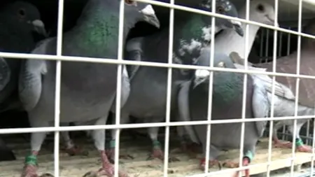 Autoritățile belgiene solicită extrădarea unui sucevean condamnat pentru furt de porumbei. Care e valoarea înaripatelor