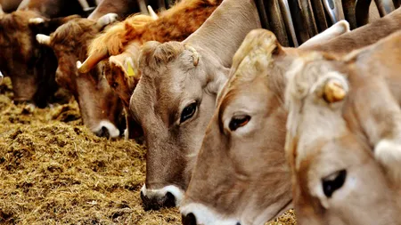 Focar de febră aftoasă în Ungaria. Măsuri de urgență pentru prevenirea extinderii bolii în țara noastră