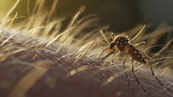 Virusul West Nile a făcut 12 victime în Italia