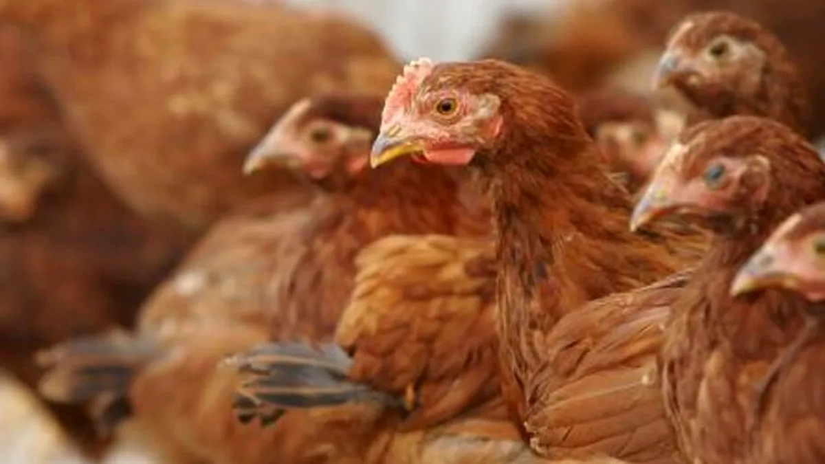 Focar de gripă aviară la o fermă din Giurgiu